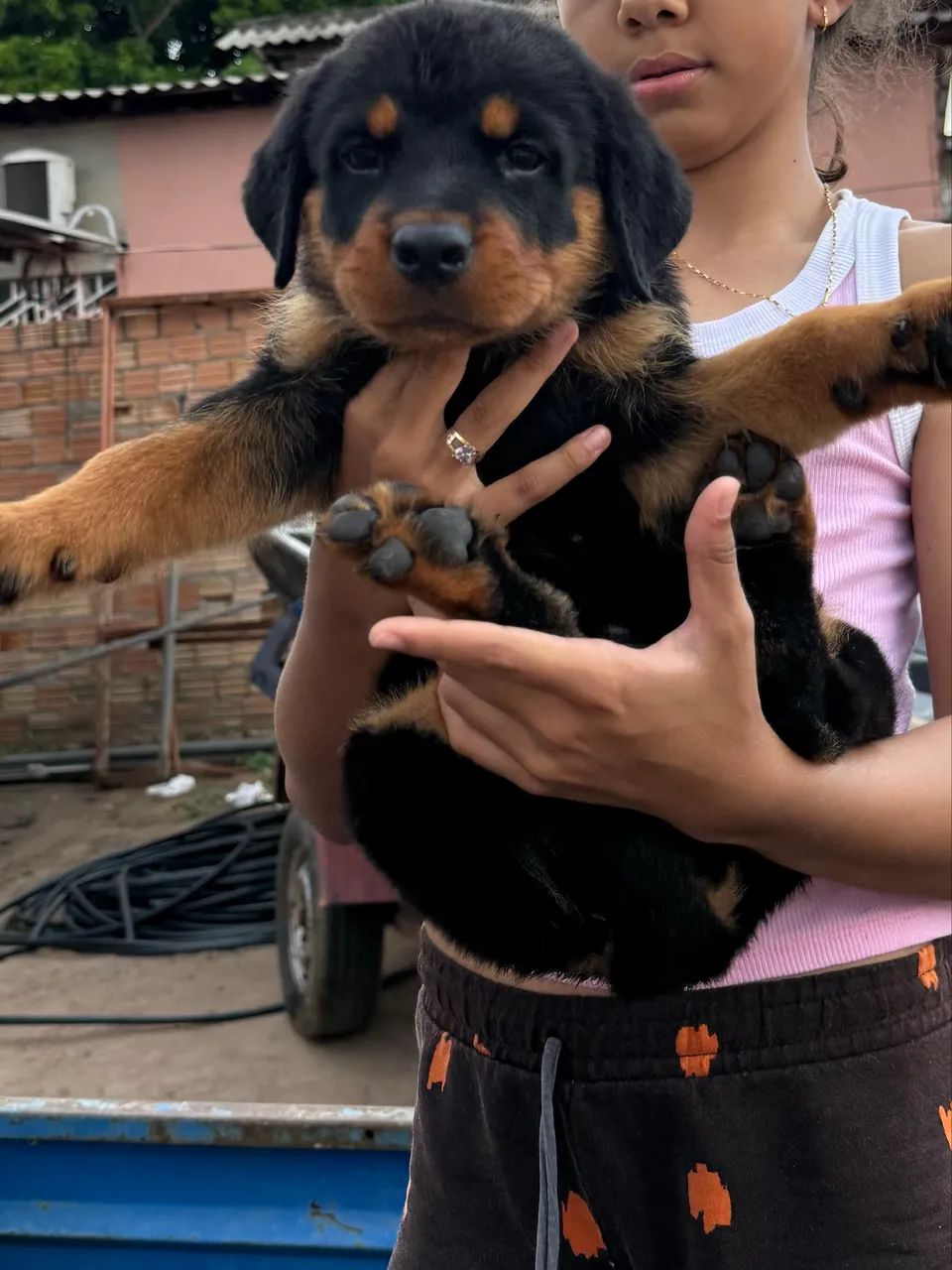 Vendo Filhotes de Rottweiler - Foto 4