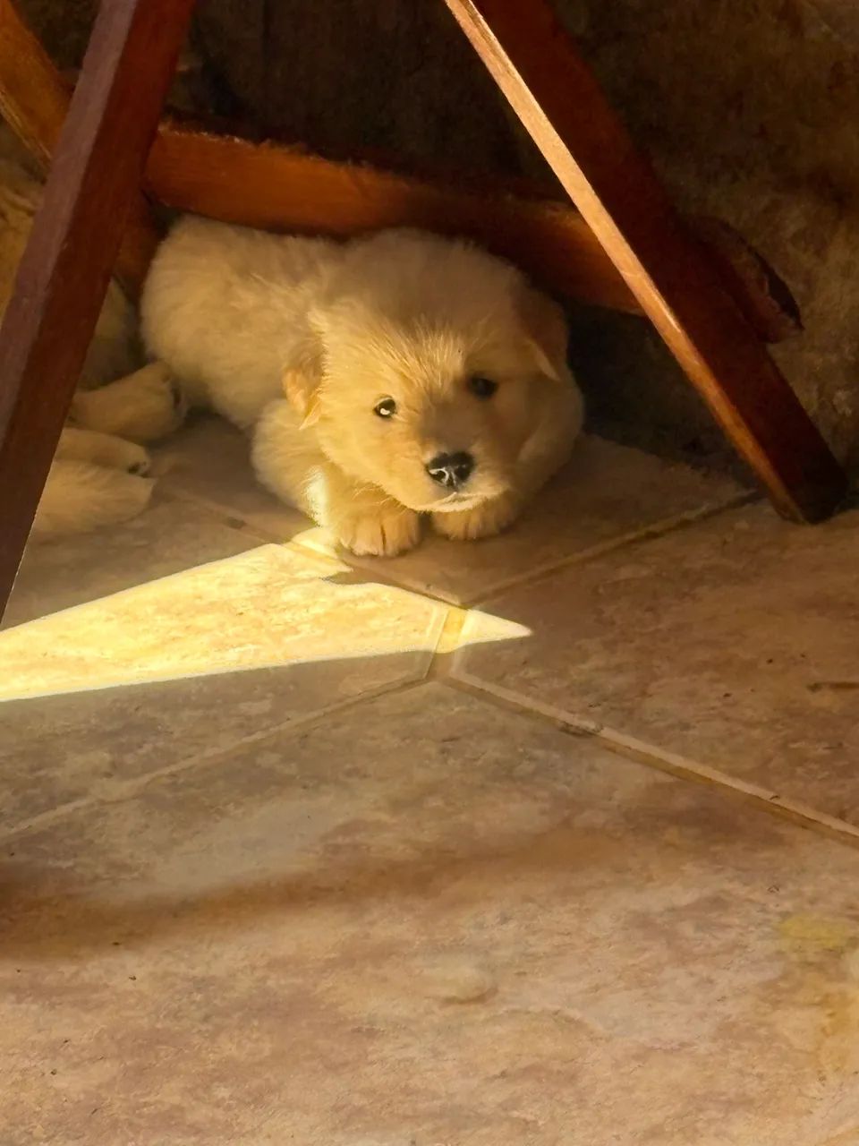 Filhotes de Golden  - Foto 4