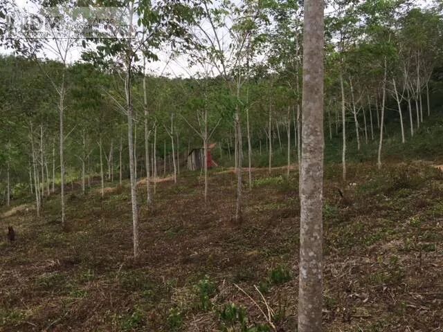Fazenda de Cacau e Seringa com 394hectares em Gandu - BA - Foto 4
