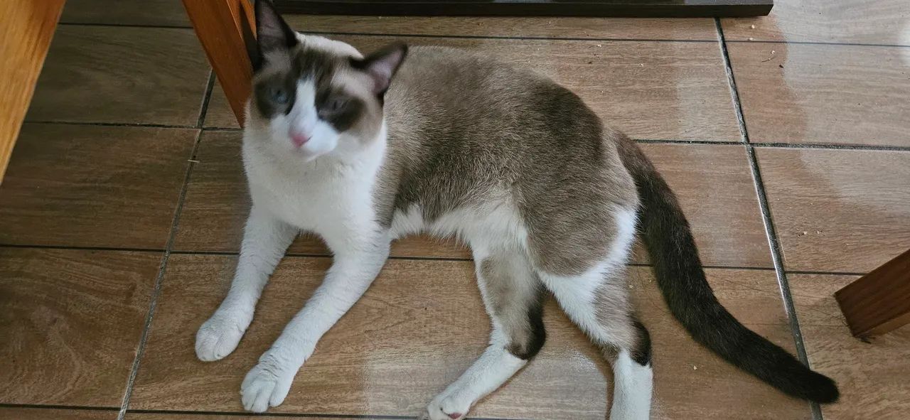 Doação gato  - Foto 4