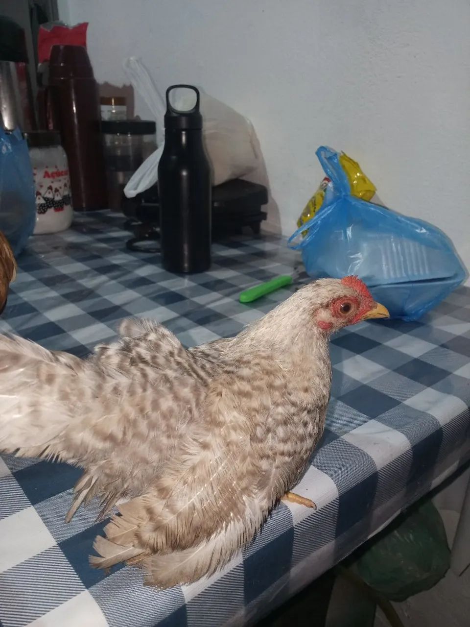 Galinha garnize  - Foto 4