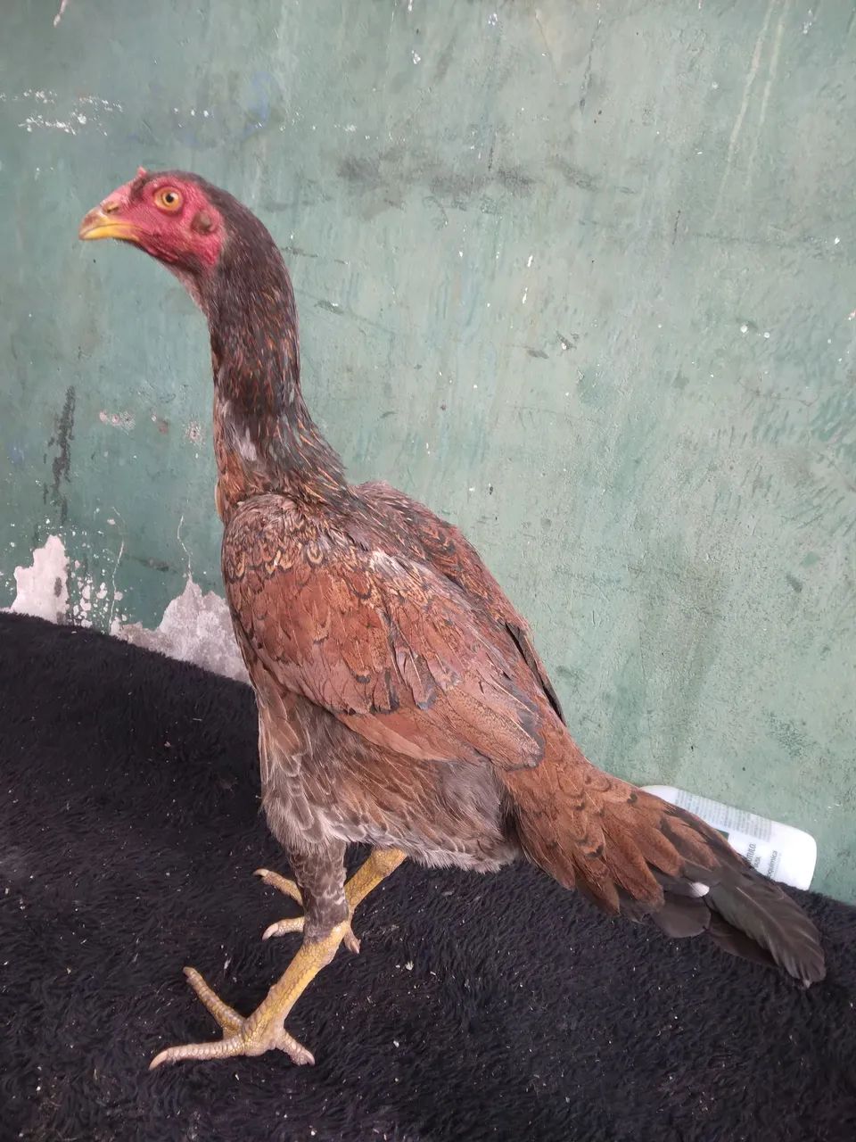 Disponível  - Foto 2
