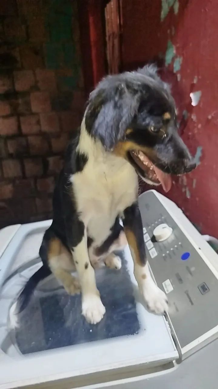 Doação  - Foto 3