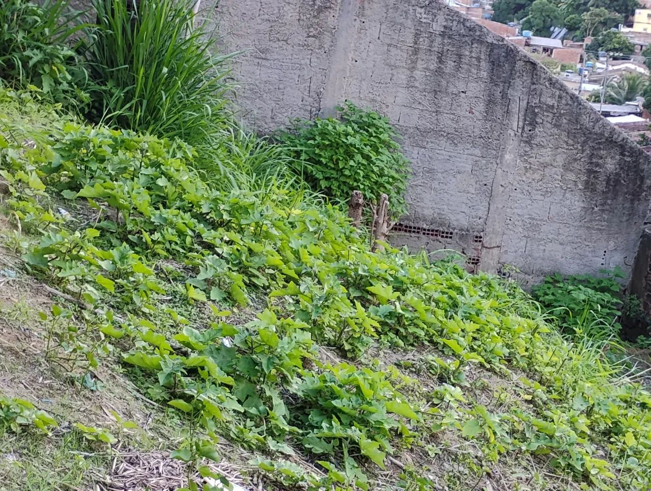Terreno na Lagoa encantada  - Foto 5