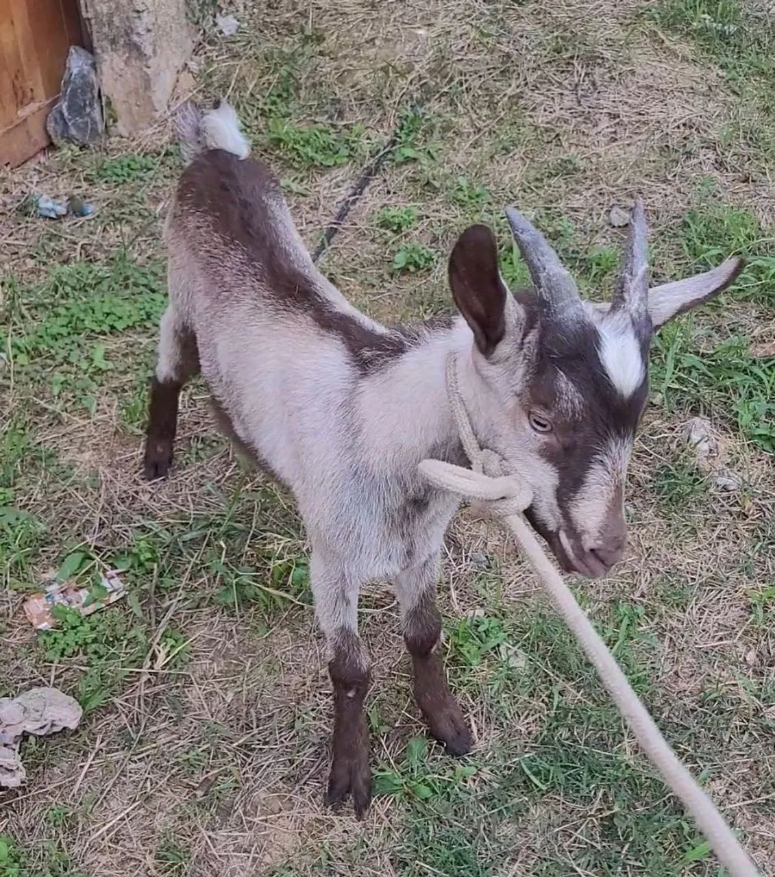 Cabrito - Foto 2