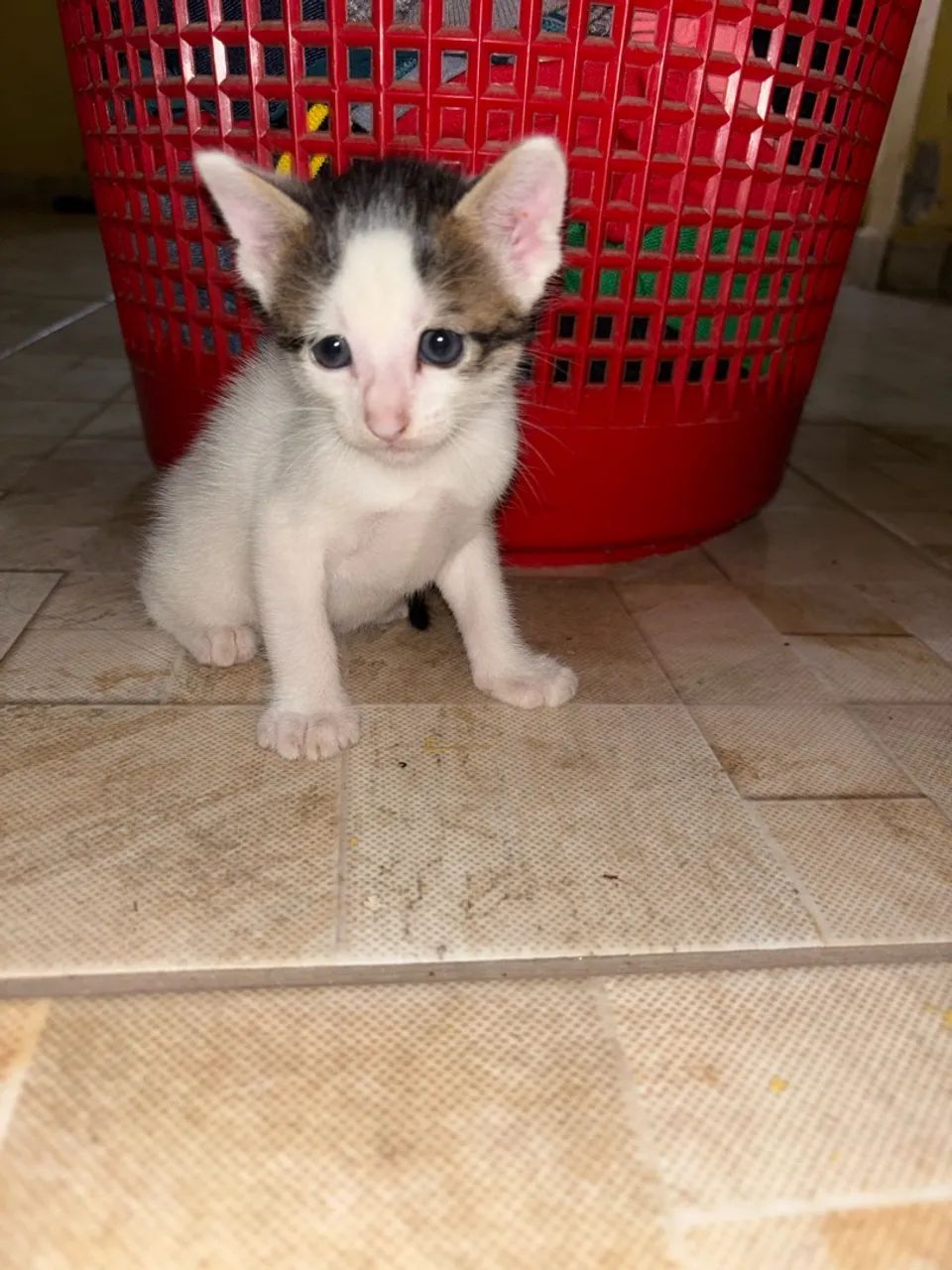 Gata para doação - Foto 3