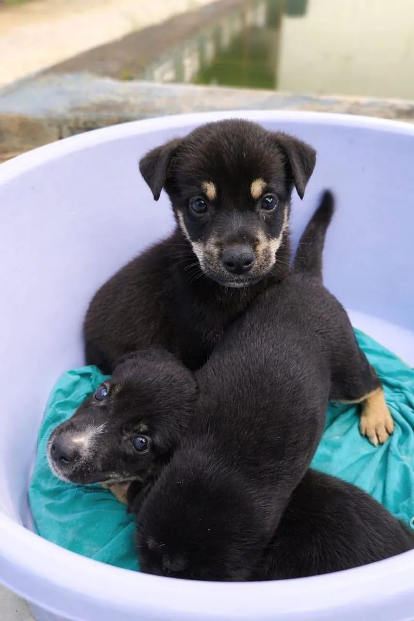Cachorros filhotes para doar - Foto 2