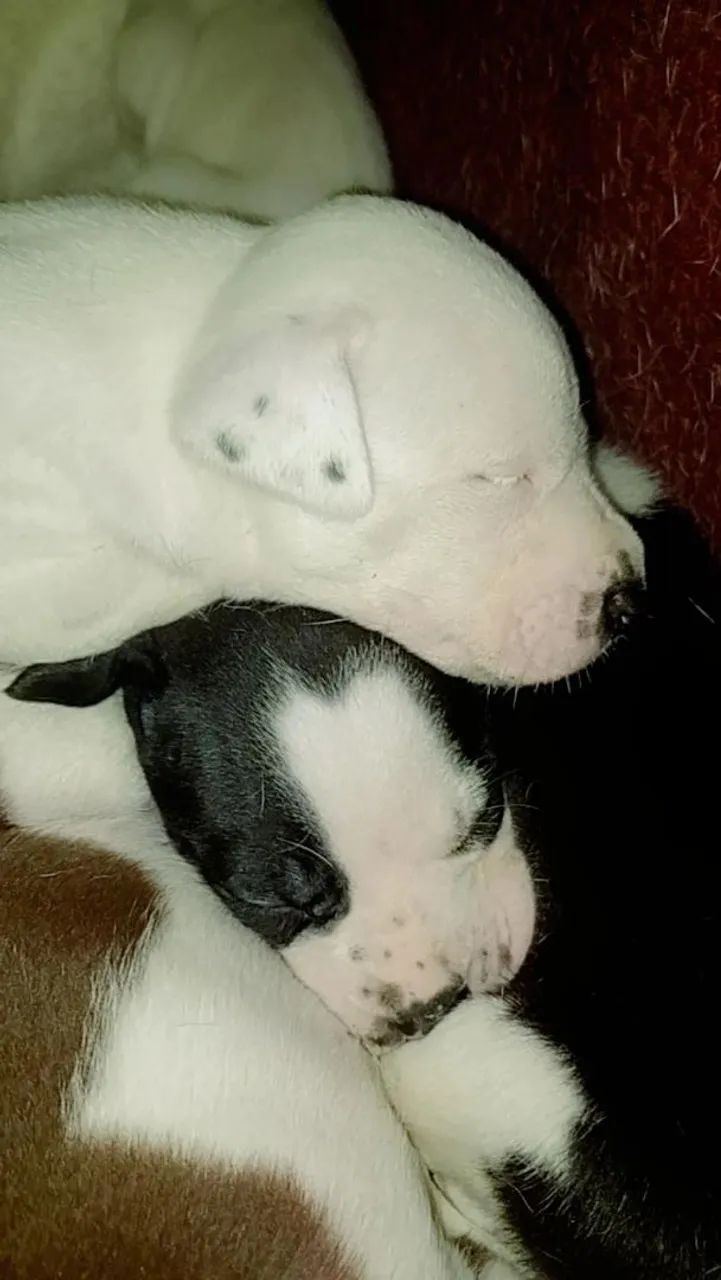 Pit Bull filhotes  - Foto 2