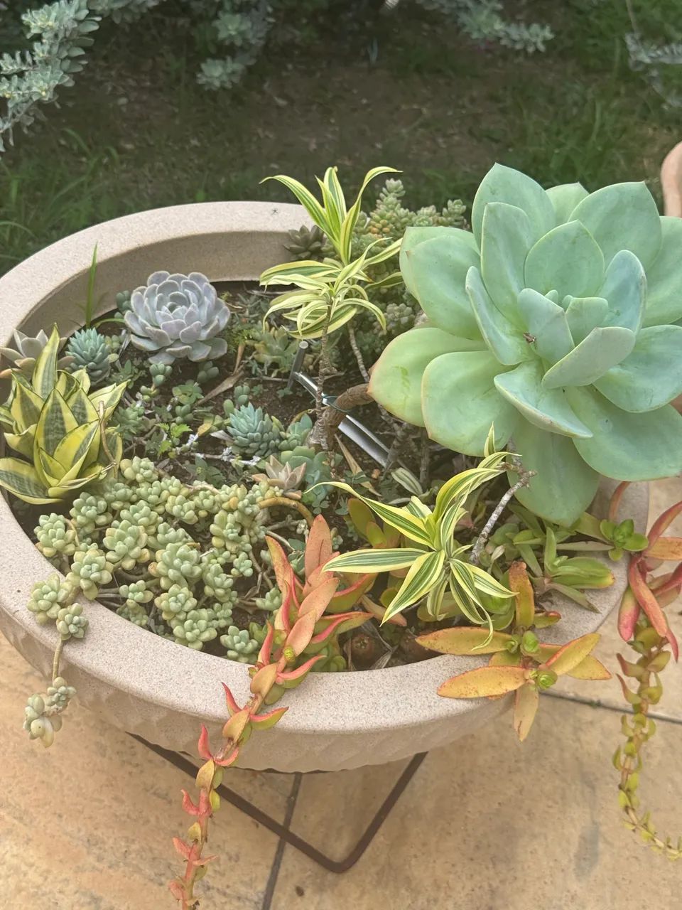 Vaso redondo com lindas suculentas  - Foto 2