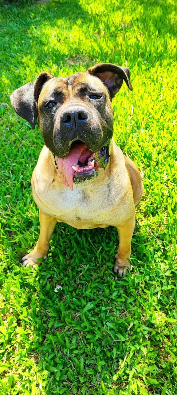Adestramento e mentoria canina - Foto 5