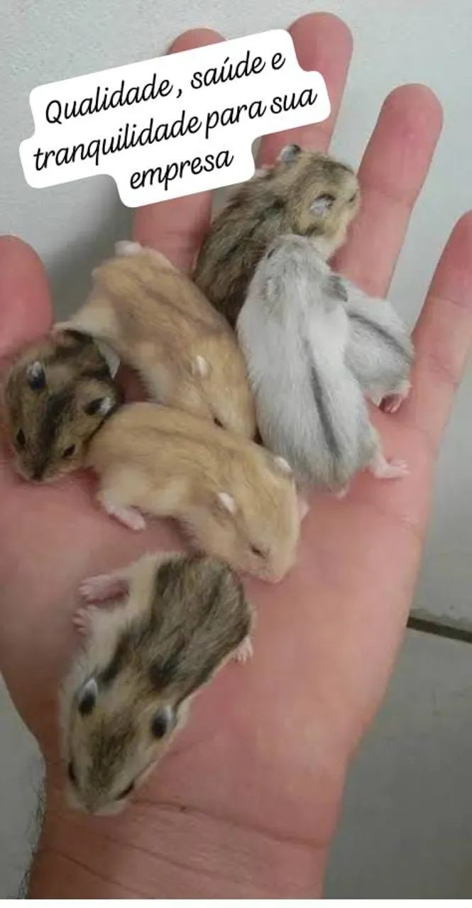 Hamster Anão Russo  - Foto 2