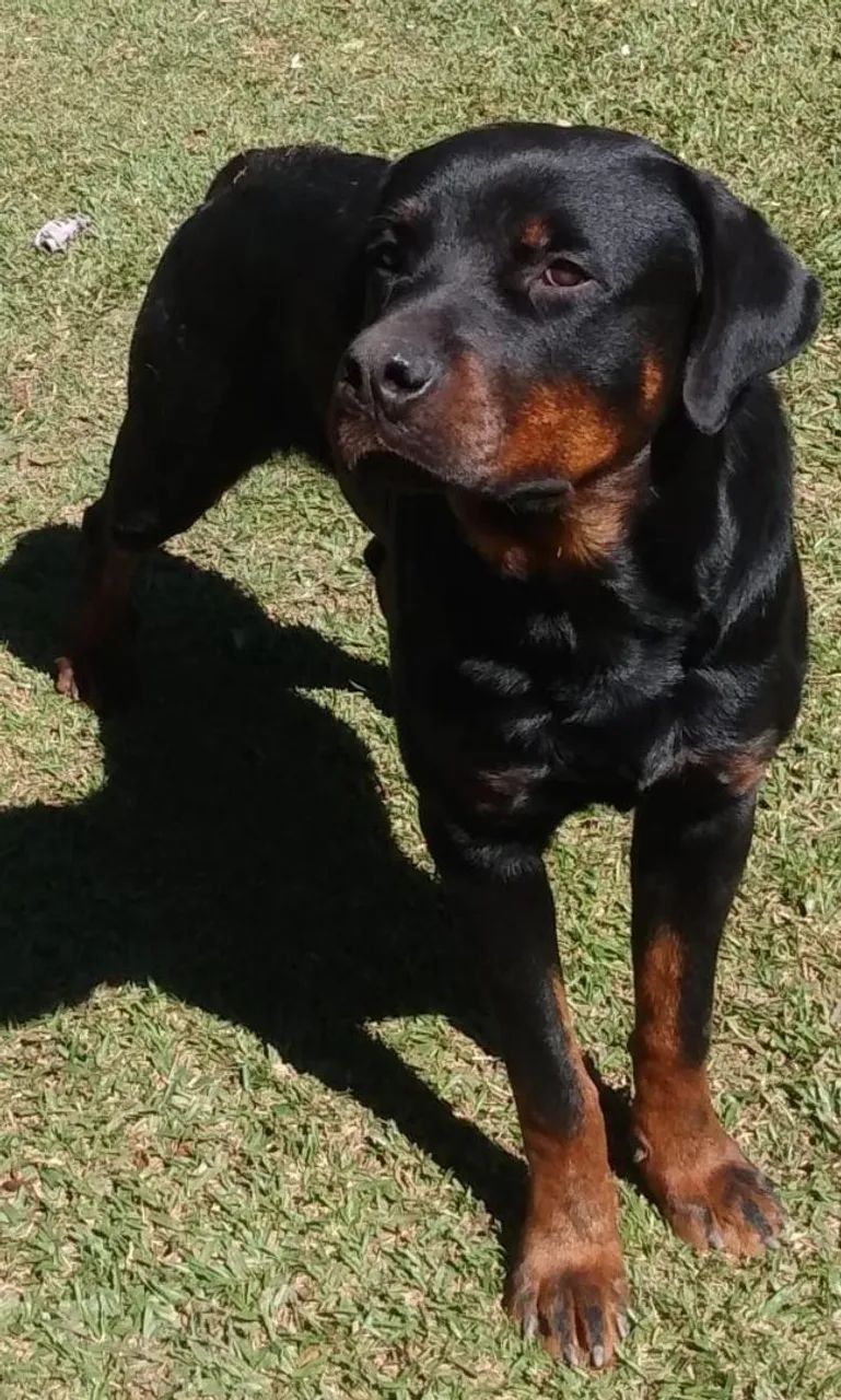 Rottweiler  - Foto 3