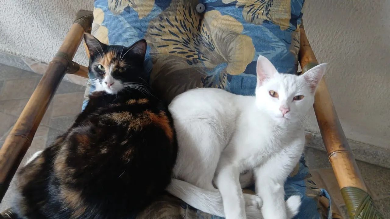 Gatos para adoção responsável  - Foto 5