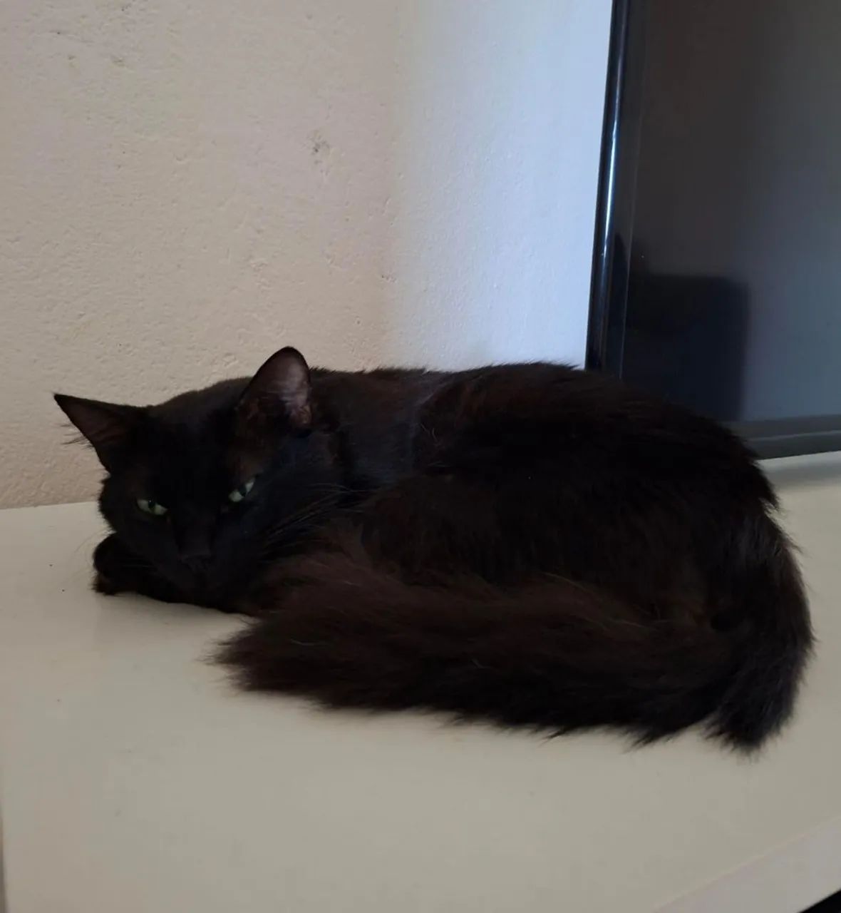 Gato preto  - Foto 3