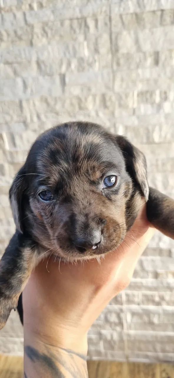 Venda de Filhotes Dachshund - 26 dias - Foto 3