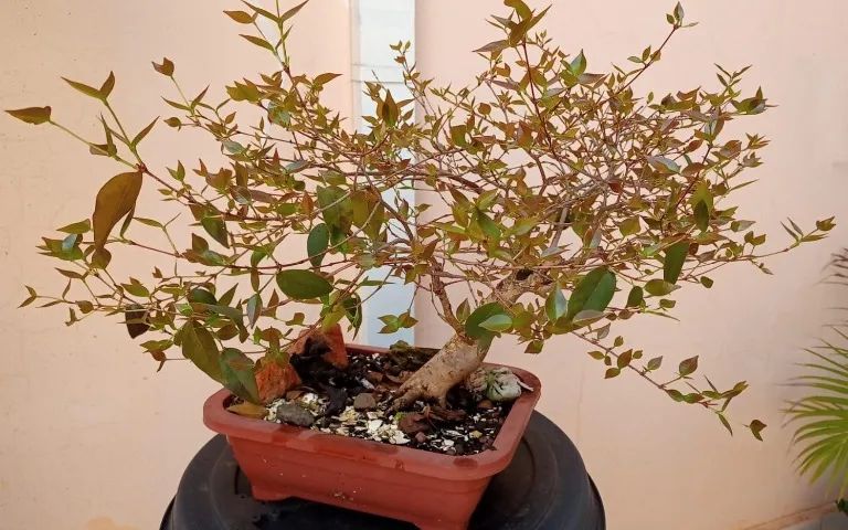 Bonsai de Pitangueira - Foto 2