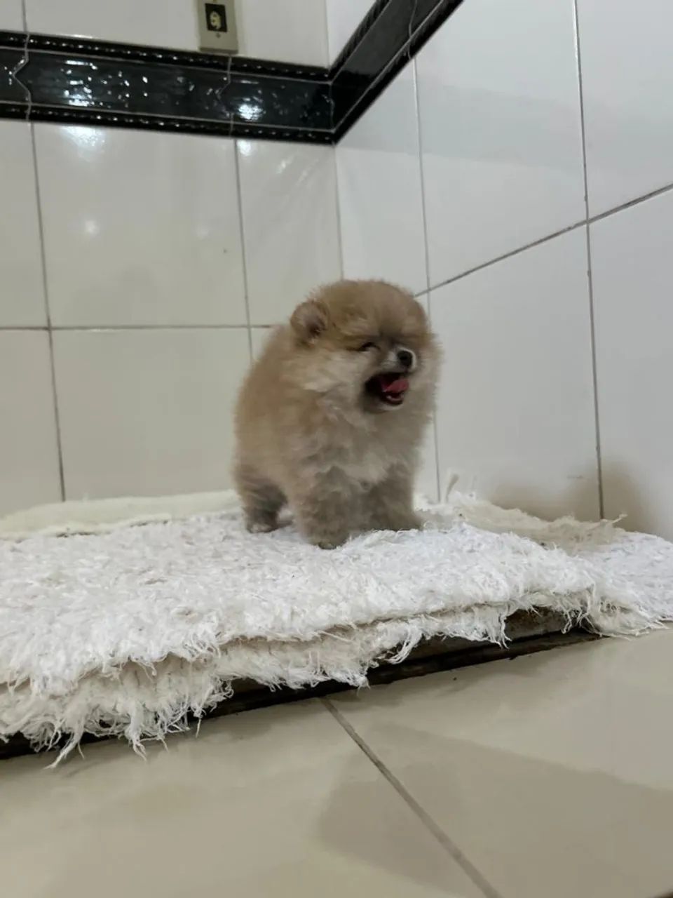 Spitz alemão anão  - Foto 3