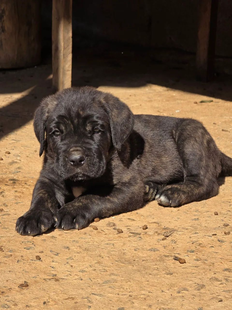 FILHOTES DE CANE CORSO ITALIANO 