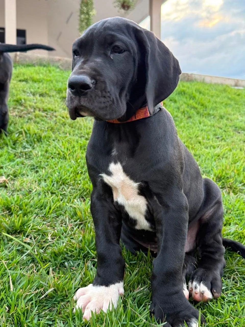 Filhotes Dogue alemão  - Foto 2