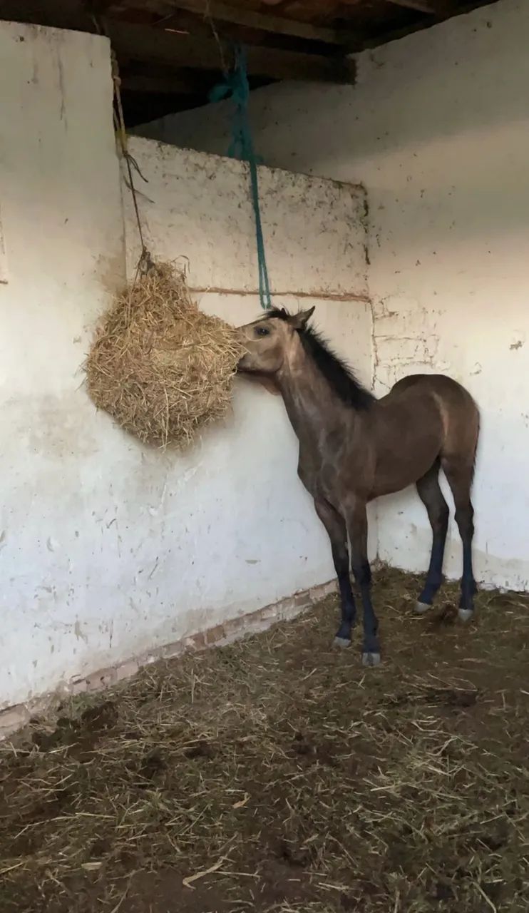 Vendo Potra QM sem Papel 