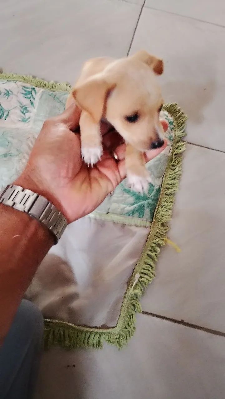  Cachorro pinscher 250,00 - Foto 4