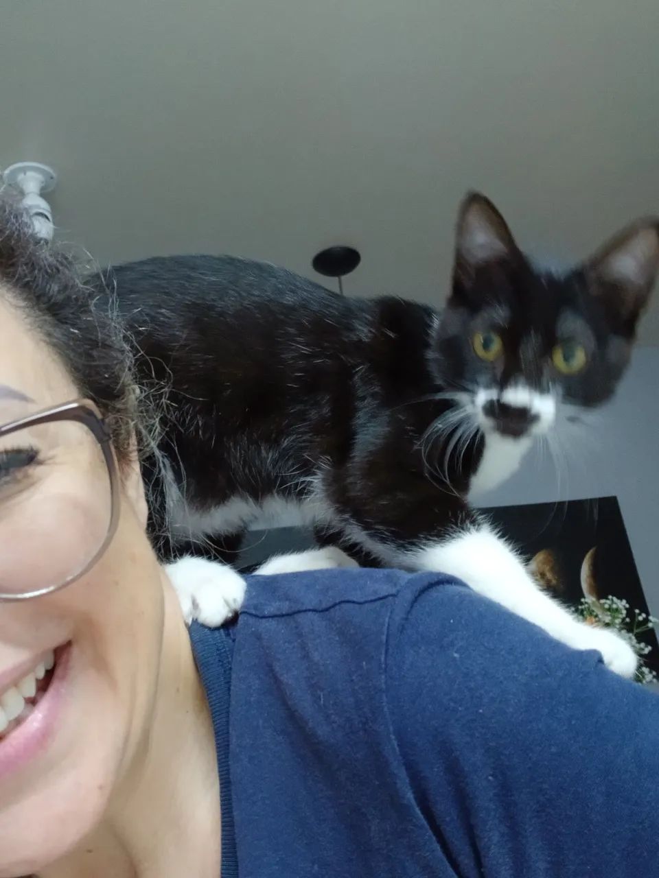 Doação de gatinha - Foto 3