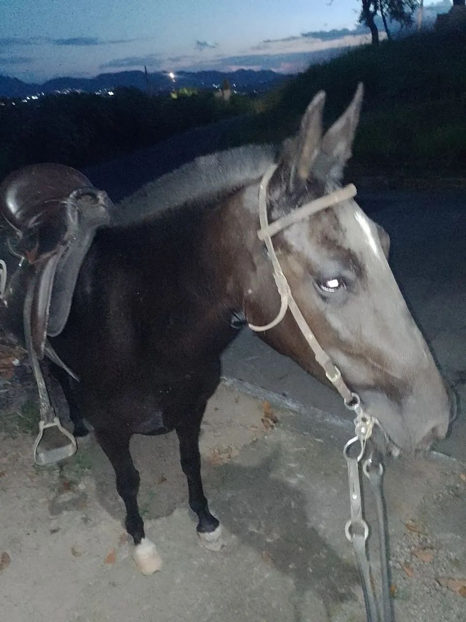 Vendo égua sem papel  - Foto 3
