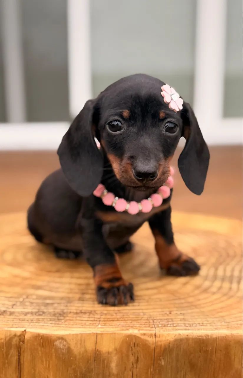 Dachshund Linguicinha - Foto 2