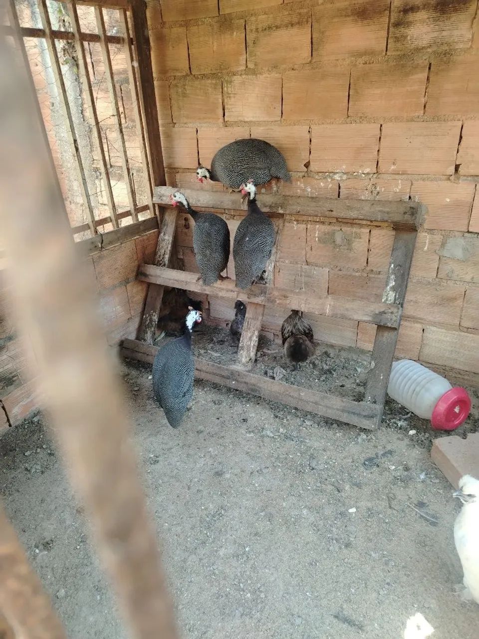 Criatório WS  - Foto 3