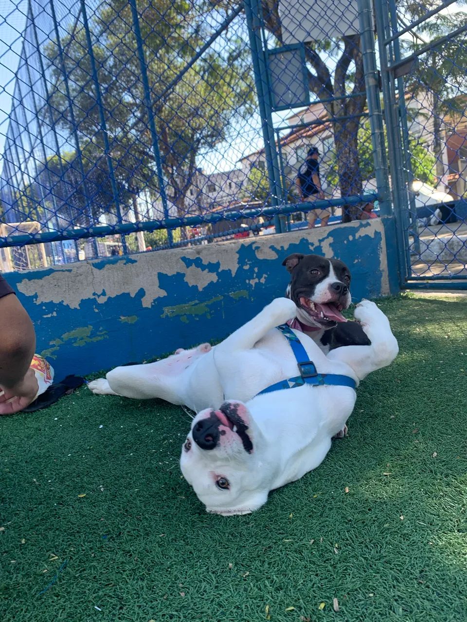 Doação de cachorro  - Foto 2