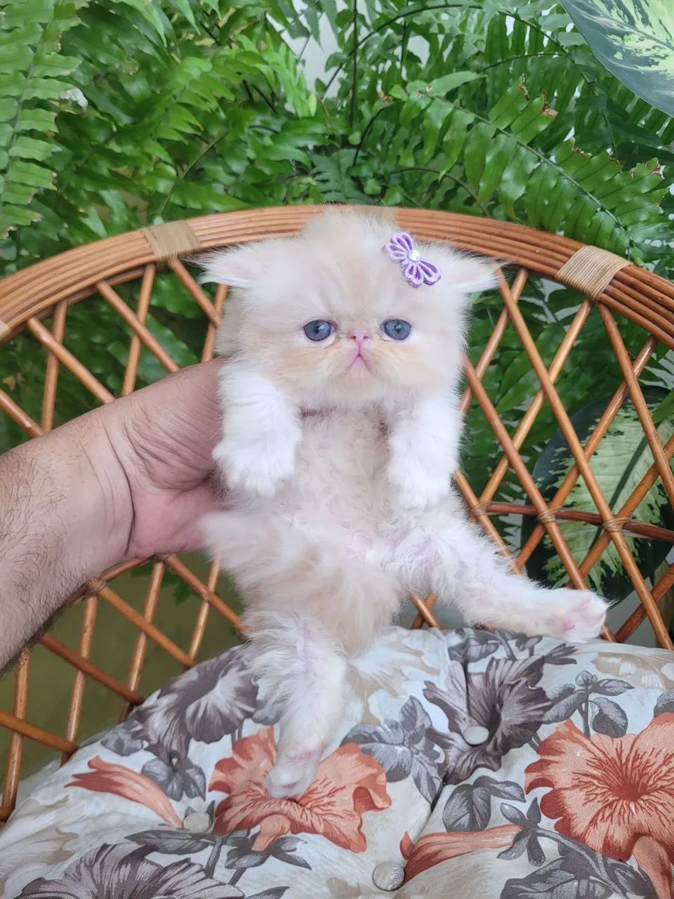 Gata Persa - Foto 3