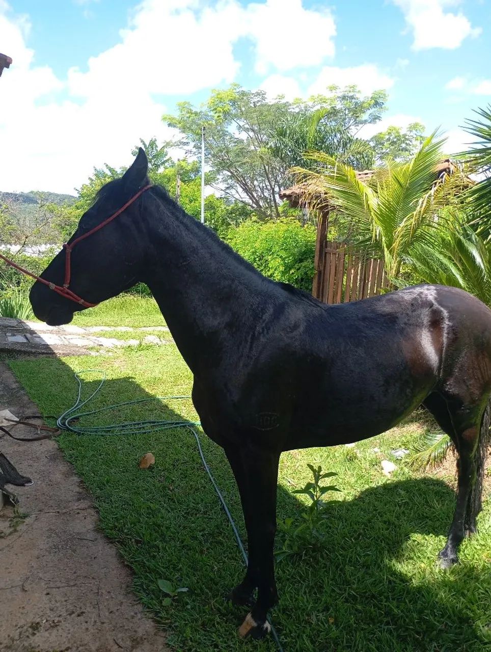 Cavalo Mangalarga  - Foto 3