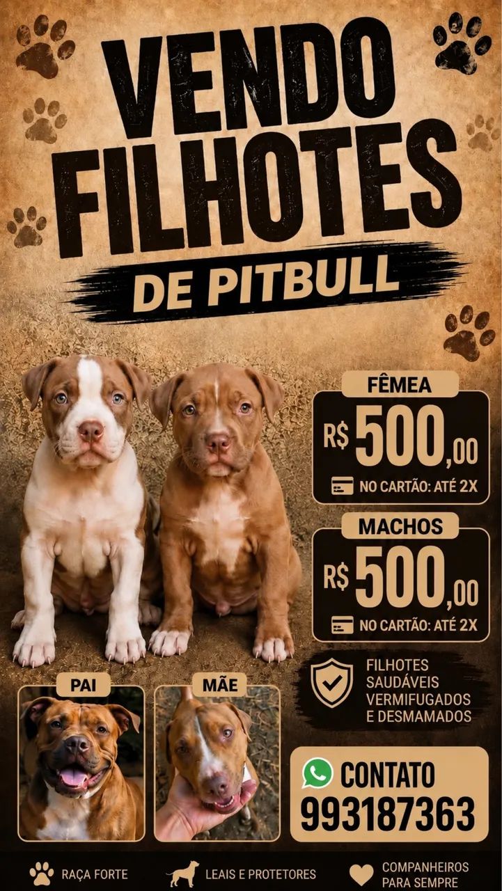 Filhotes de pitbull 