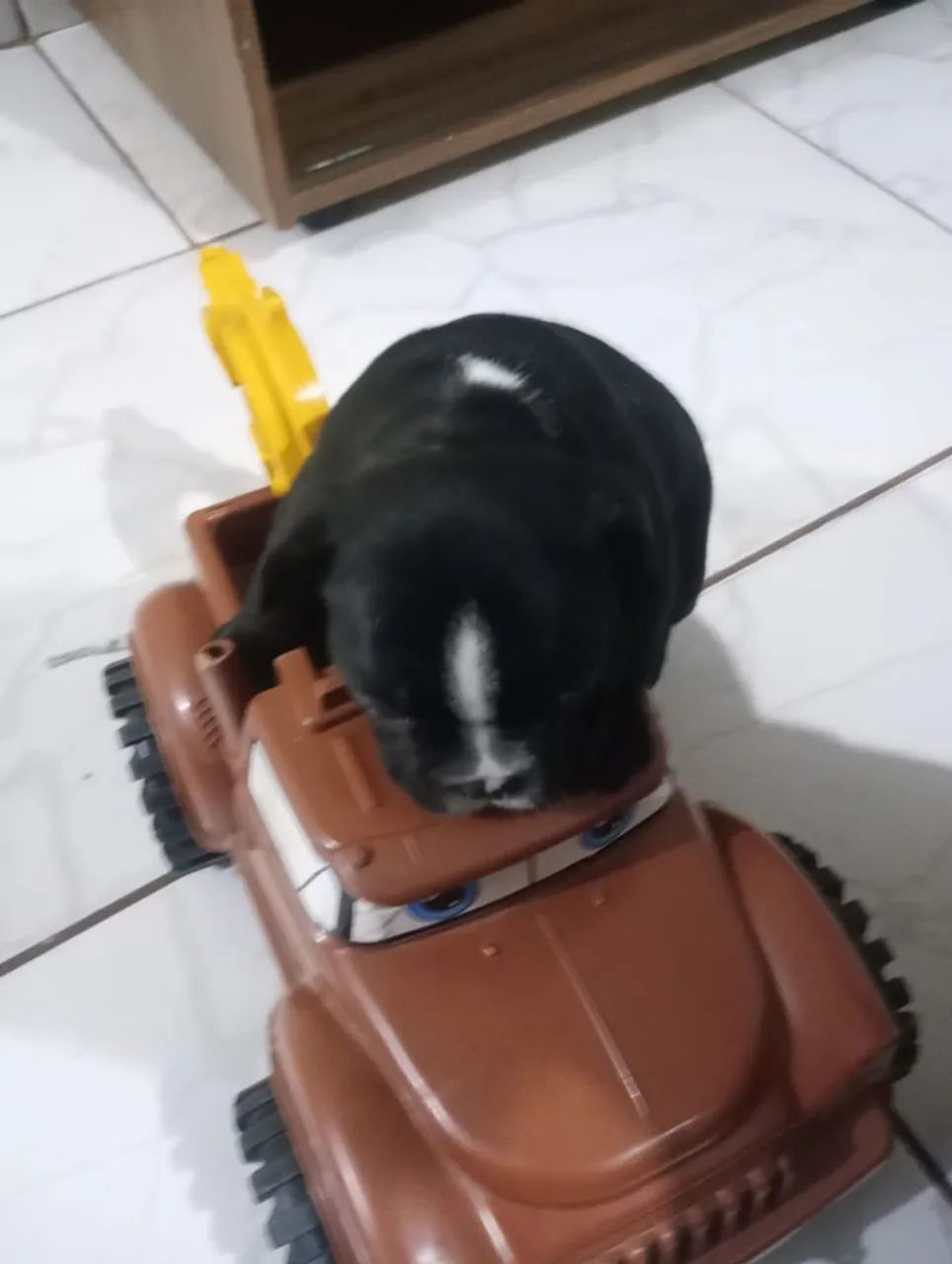 Bulldog Francês  - Foto 3