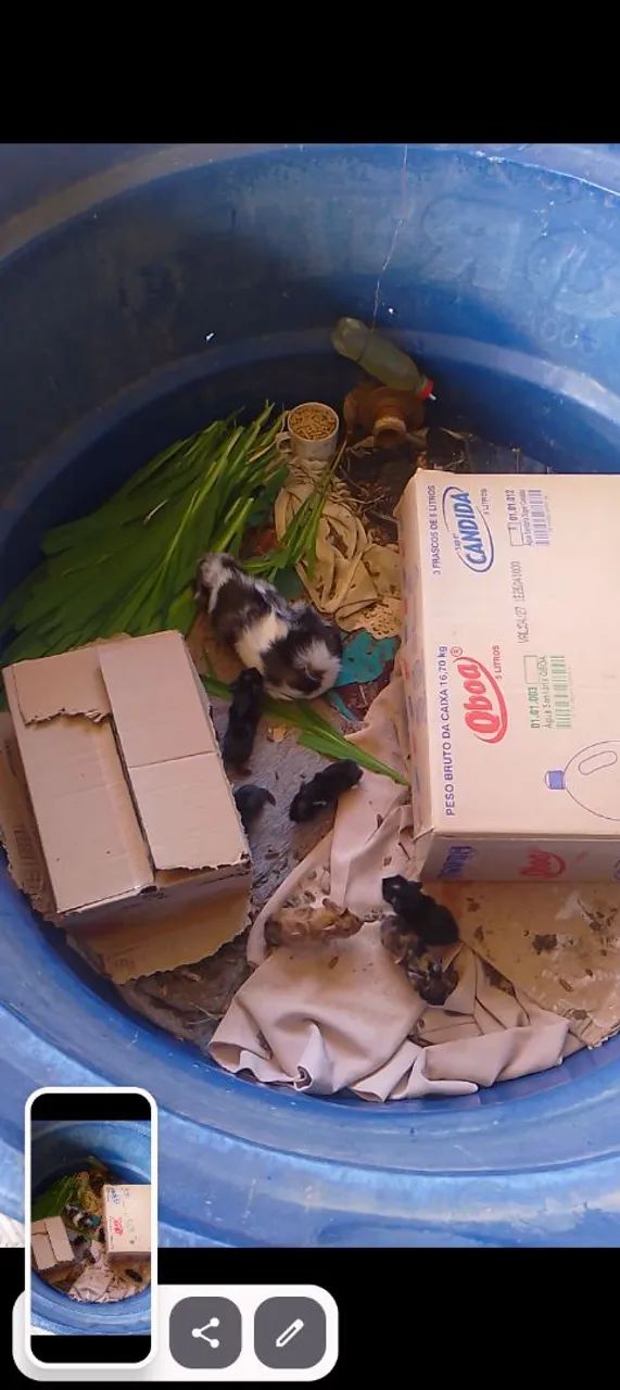 Vende se lindos filhotes de porquinho da índia  - Foto 2