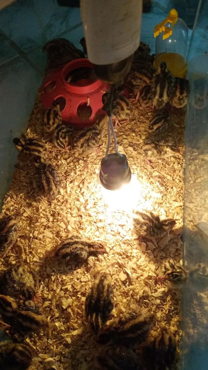 Codornas  - Foto 3