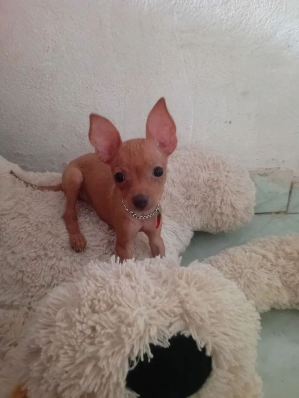 Vendo este cachorro macho pincher