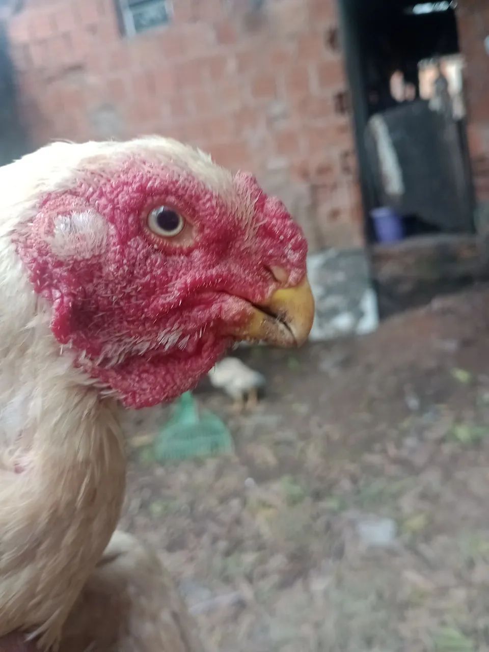 Galo bico curto 