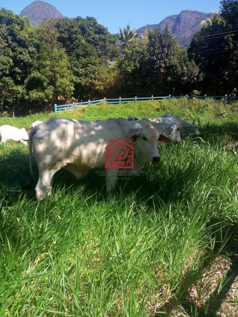 Sítio à Venda em Serra da Cruz, Macaé: 5 Quartos, 340m² - Foto 4