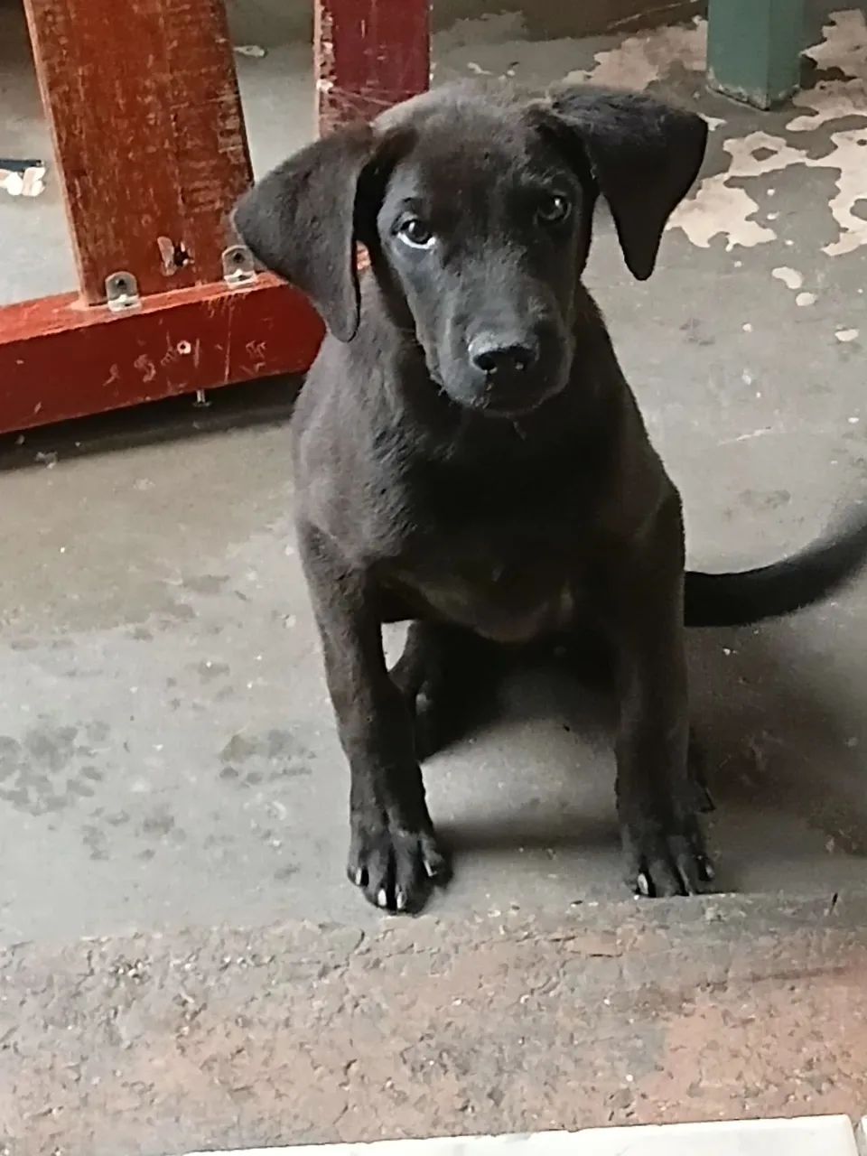 Doação de Labrador