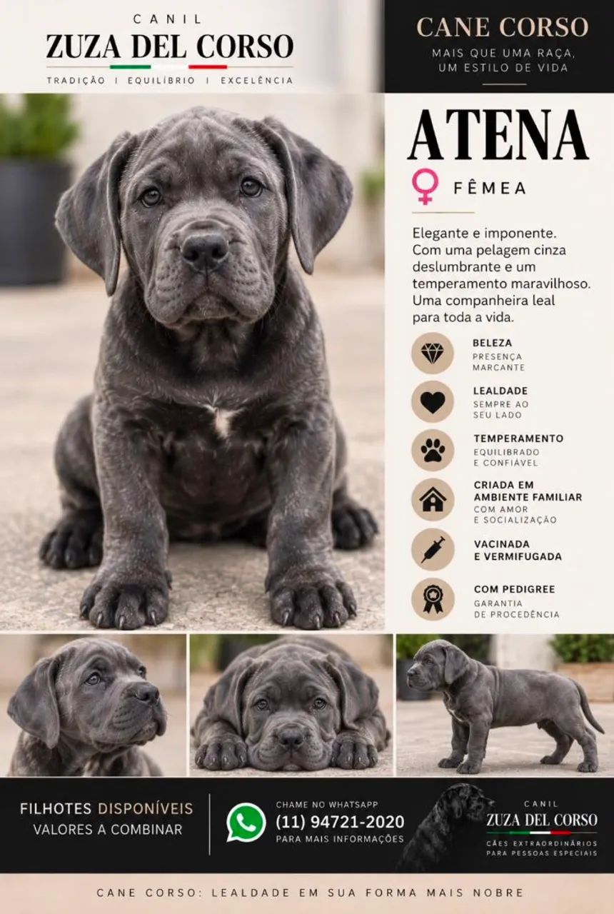 Filhote Cane Corso  - Foto 5