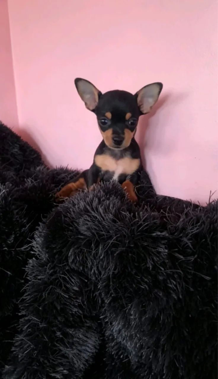 Pinscher