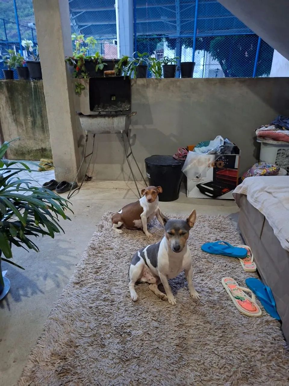 Vendo  fox paulistinha terrier  - Foto 4