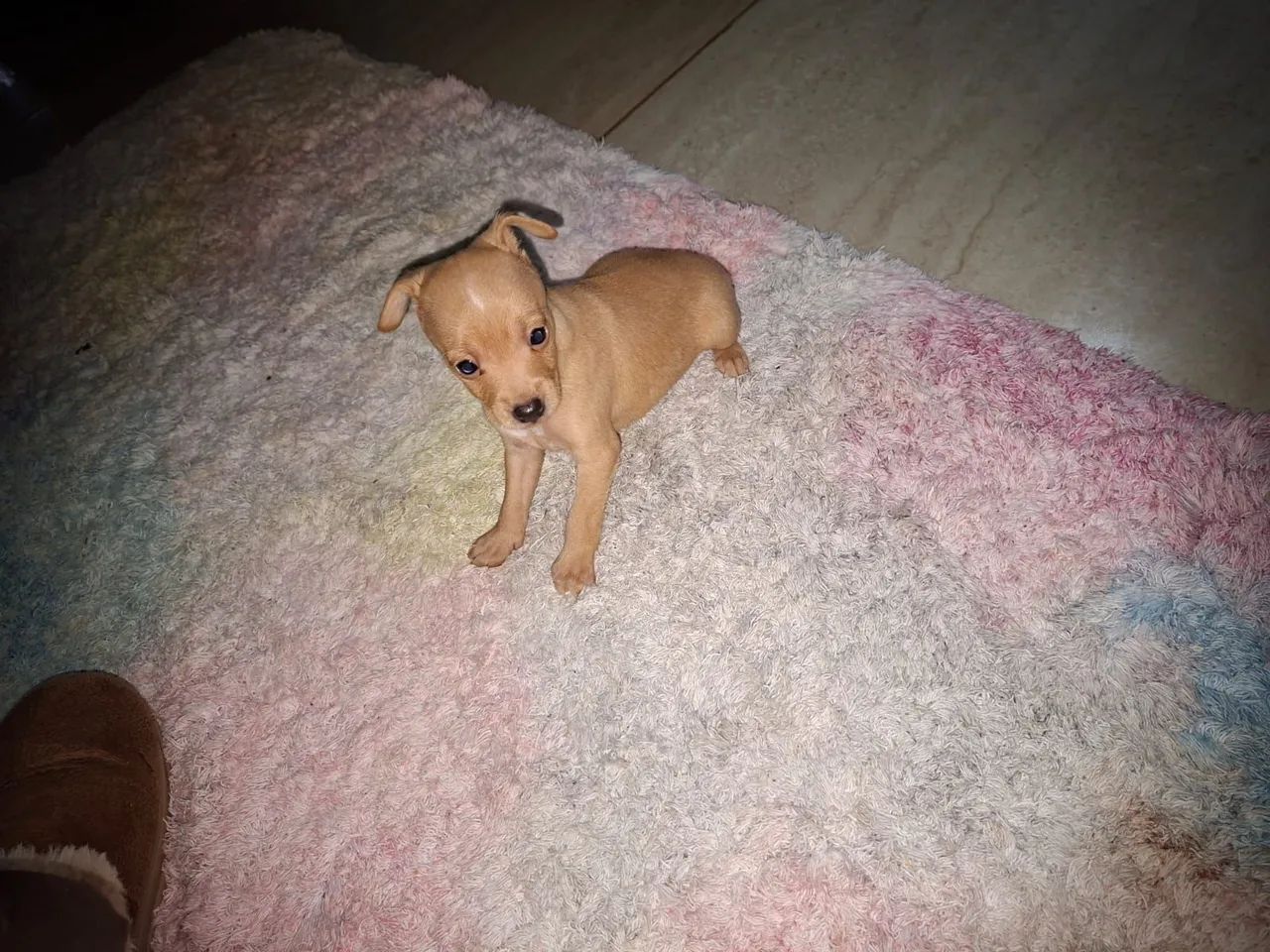 Pinscher zero - Foto 2