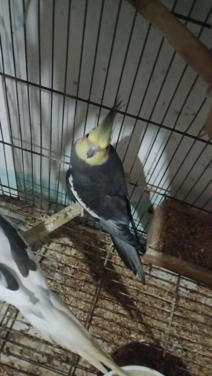 Viveiro triplo  - Foto 5