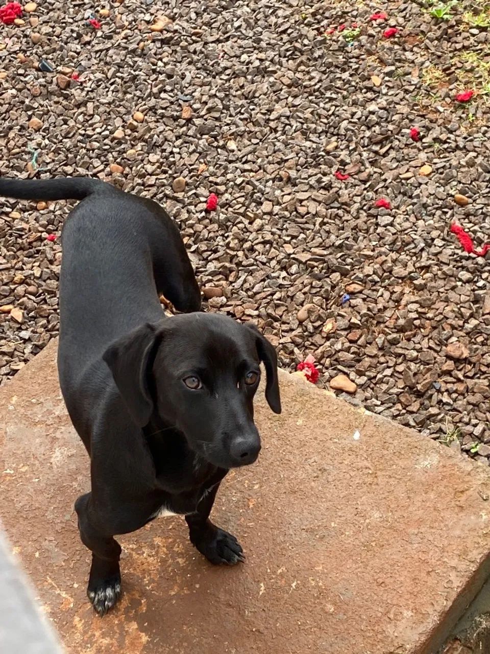Doação de cachorro - Foto 2
