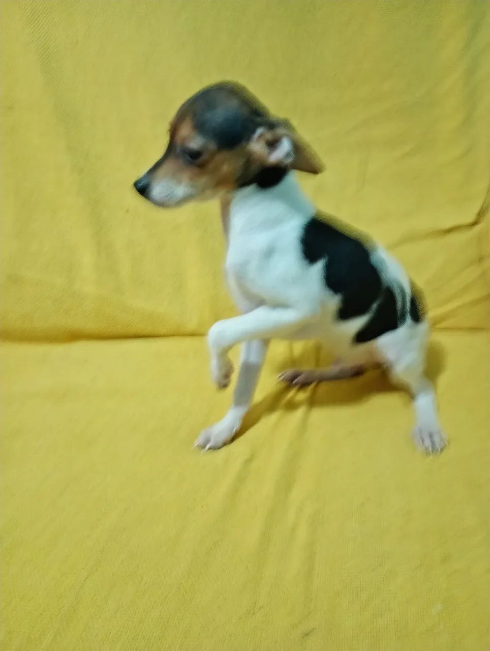 Pinscher macho vai compretar 4 mês com 2 vacina 