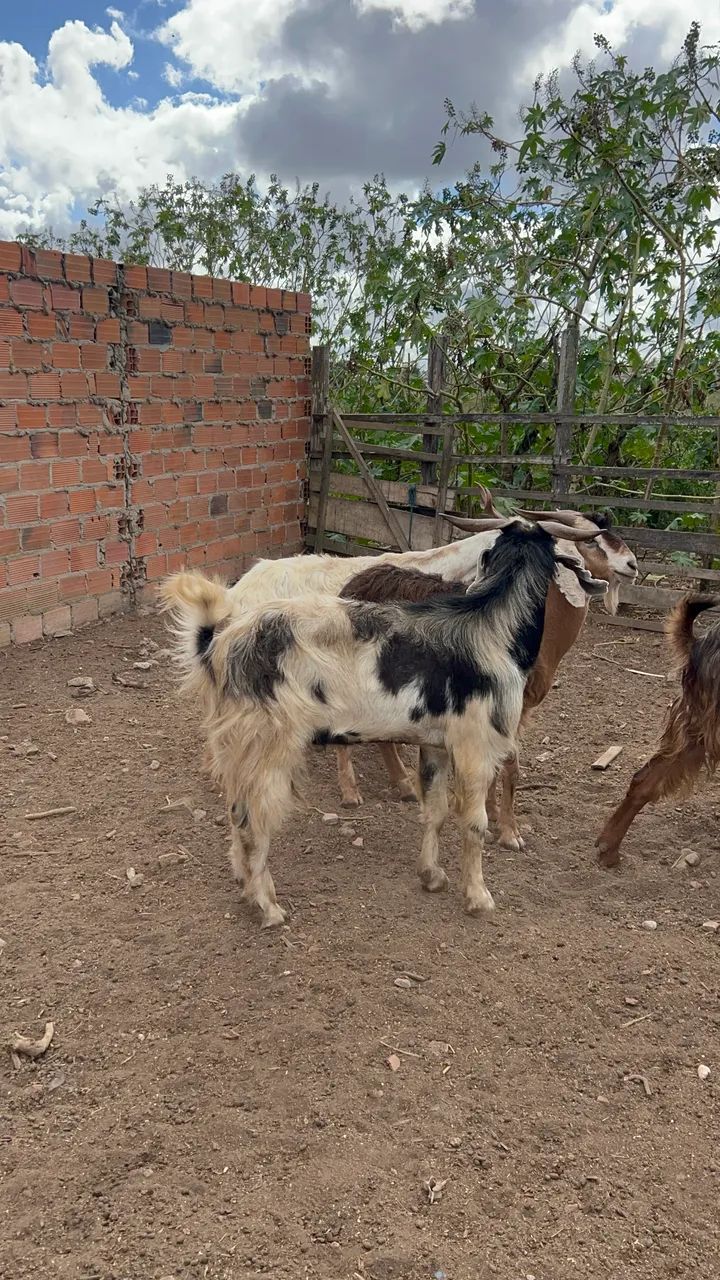 BODES E CABRAS - Foto 4