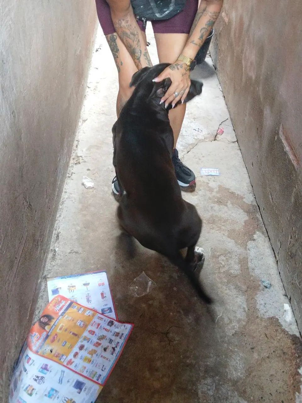 Adoção responsável  - Foto 4
