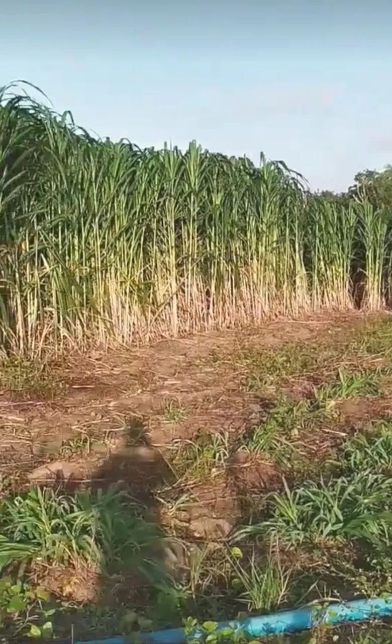 MUDAS DO BRS CAPIAÇU FALE COM O REI DO CAPIAÇU 